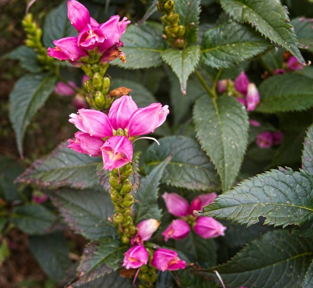 pink flowers with lime-green buds and dark-green leaves with lime-yellow midribs and green veins