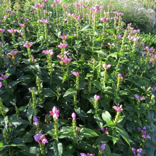 pink-purple flowers and light-green buds on dark-green stems with green leaves