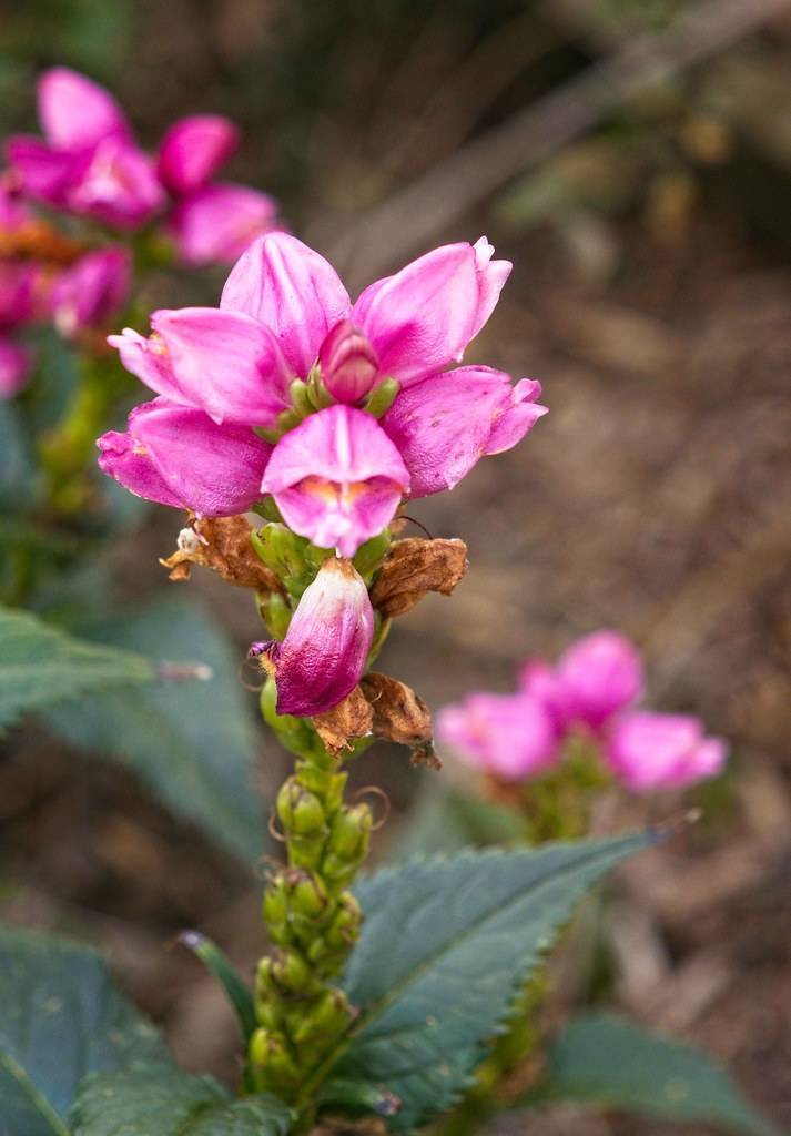 pink flowers and yellow-green buds with brown leaves on a green stem