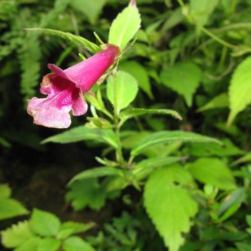 pink flower with green leaves and stems