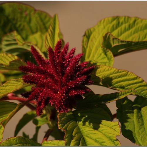 maroon flowers and maroon-green leaves with green veins