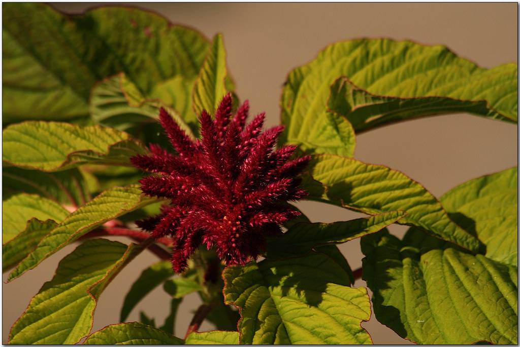 maroon flowers and maroon-green leaves with green veins