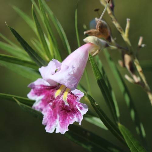 a pink-white flower with a yellow-mauve center, and light-yellow sepals on a light-green stem and green leaves