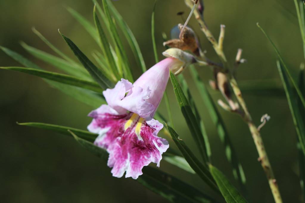 a pink-white flower with a yellow-mauve center, and light-yellow sepals on a light-green stem and green leaves