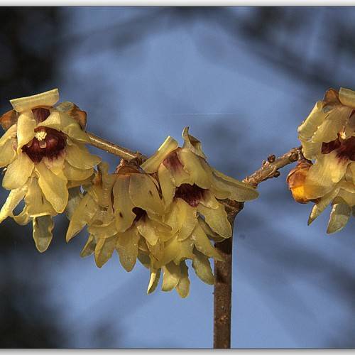 yellow flowers with maroon canter on gold-brown petioles and a brown stem