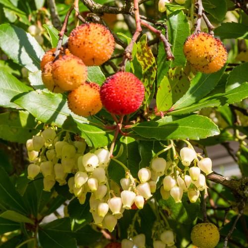 A tree with pink-red stems, filled with dark-green leaves having septoria spots, yellow-red fruits and beautiful white-beige flowers.