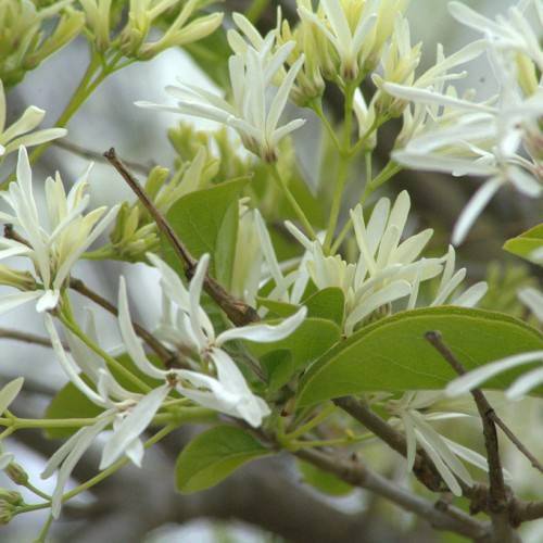 creamy-white flowers on light-green petioles with light-green leaves and brown twigs and branches