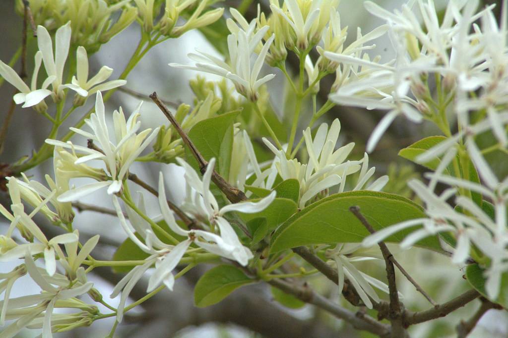 creamy-white flowers on light-green petioles with light-green leaves and brown twigs and branches