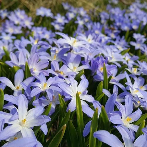 Violet flowers with white center, green leaves, yellow anthers and white filaments.