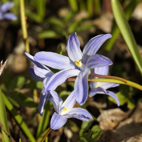 light-blue flowers with white filaments and yellow anthers on green-brown petioles