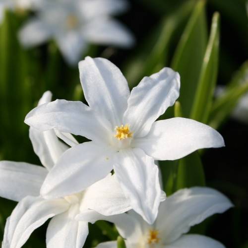 white flowers with white center, white filaments and yellow anthers, and green leaves