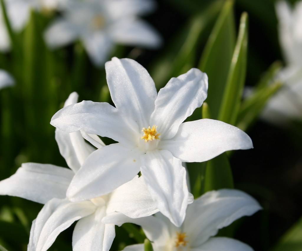 white flowers with white center, white filaments and yellow anthers, and green leaves