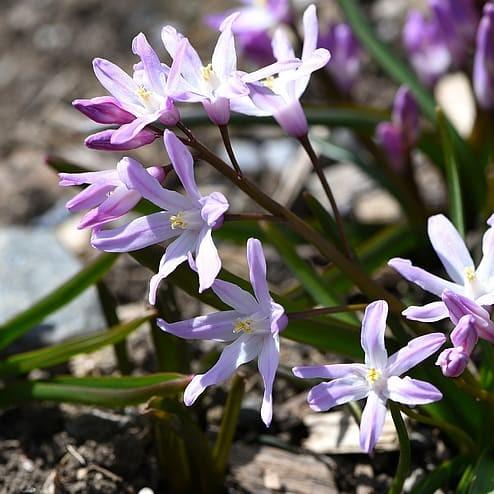 Purple-white flowers, lavender buds, brown pedicel and stems, green leaves, yellow anthers and white filaments.