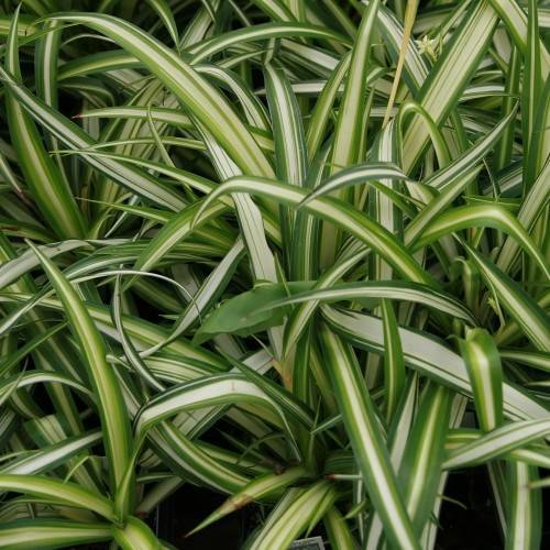 yellow-green leaves with creamy-white midribs