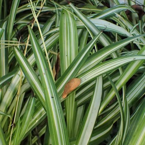 Green-white leaves and light-yellow stems