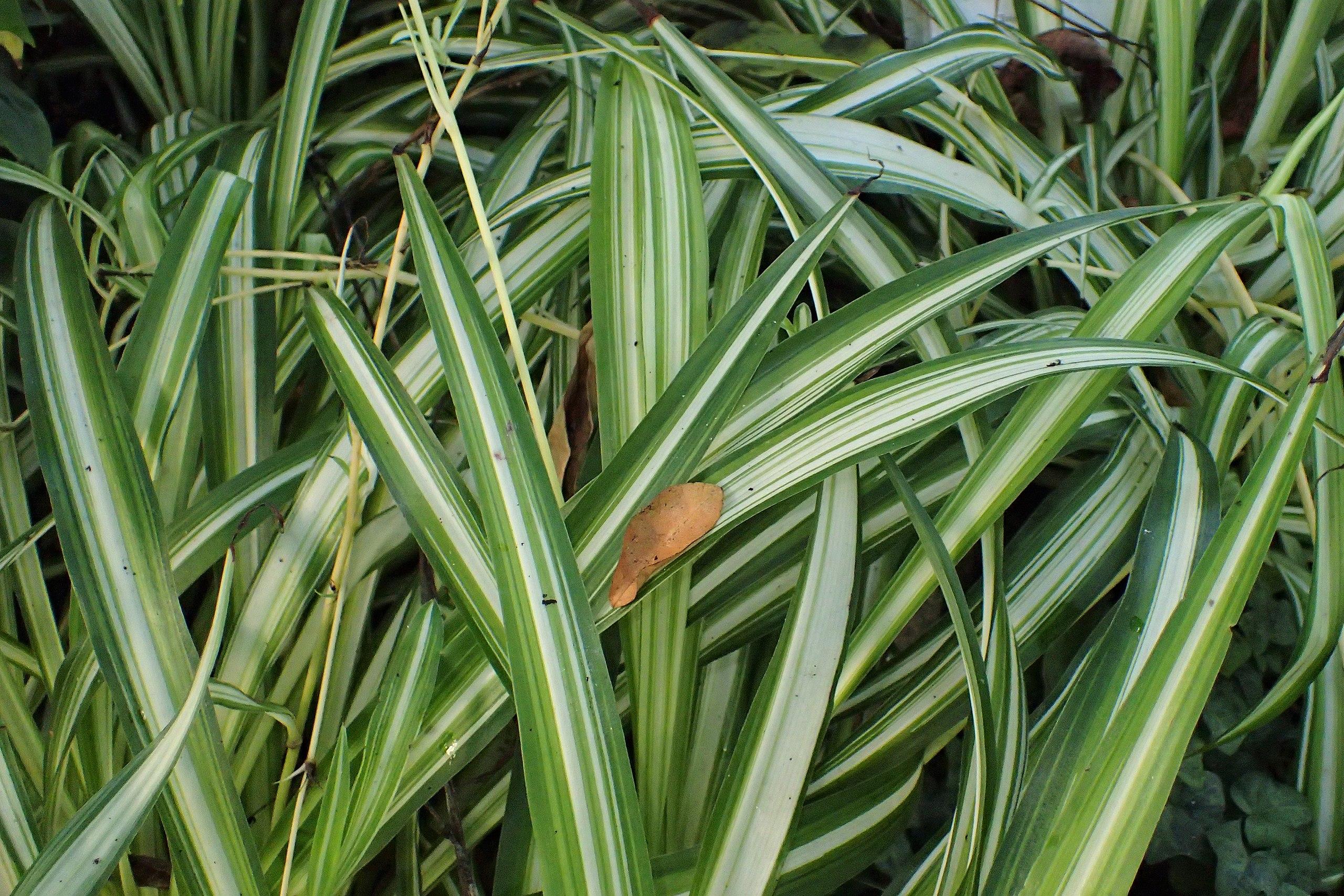 Green-white leaves and light-yellow stems