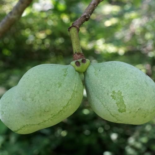 Brown-green stem and brown branch tree with hanging green fruits.
