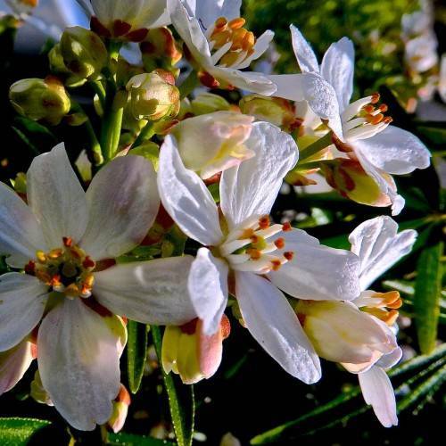 white flowers with white filaments and red-orange anthers, white-green buds, dark-green leaves and lime-green stems
