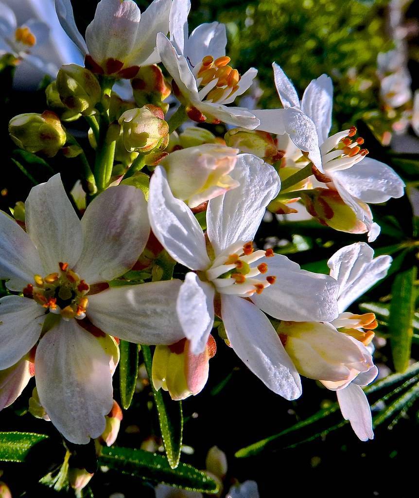 white flowers with white filaments and red-orange anthers, white-green buds, dark-green leaves and lime-green stems