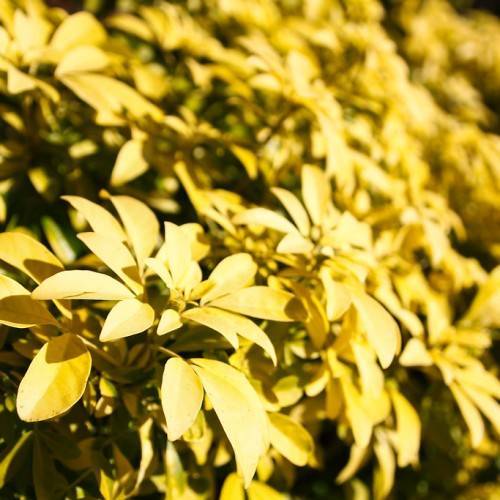 dull-yellow leaves with dull-yellow veins and midribs