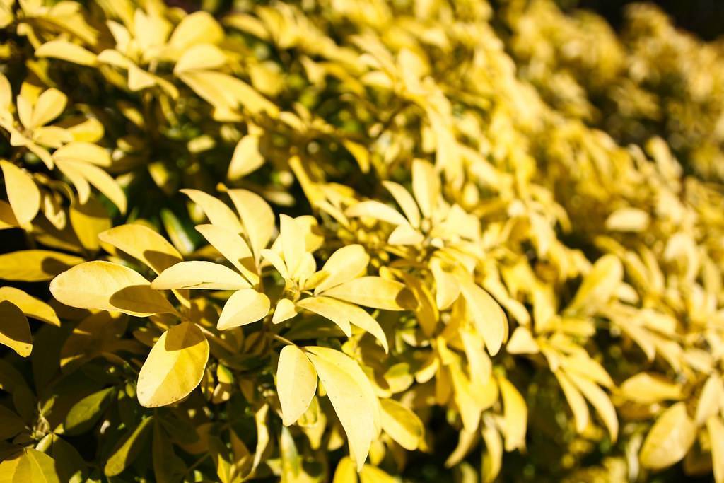dull-yellow leaves with dull-yellow veins and midribs