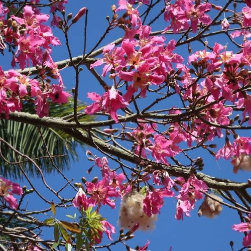 pink flowers, pink-green buds and green leaves on brown twigs and branches