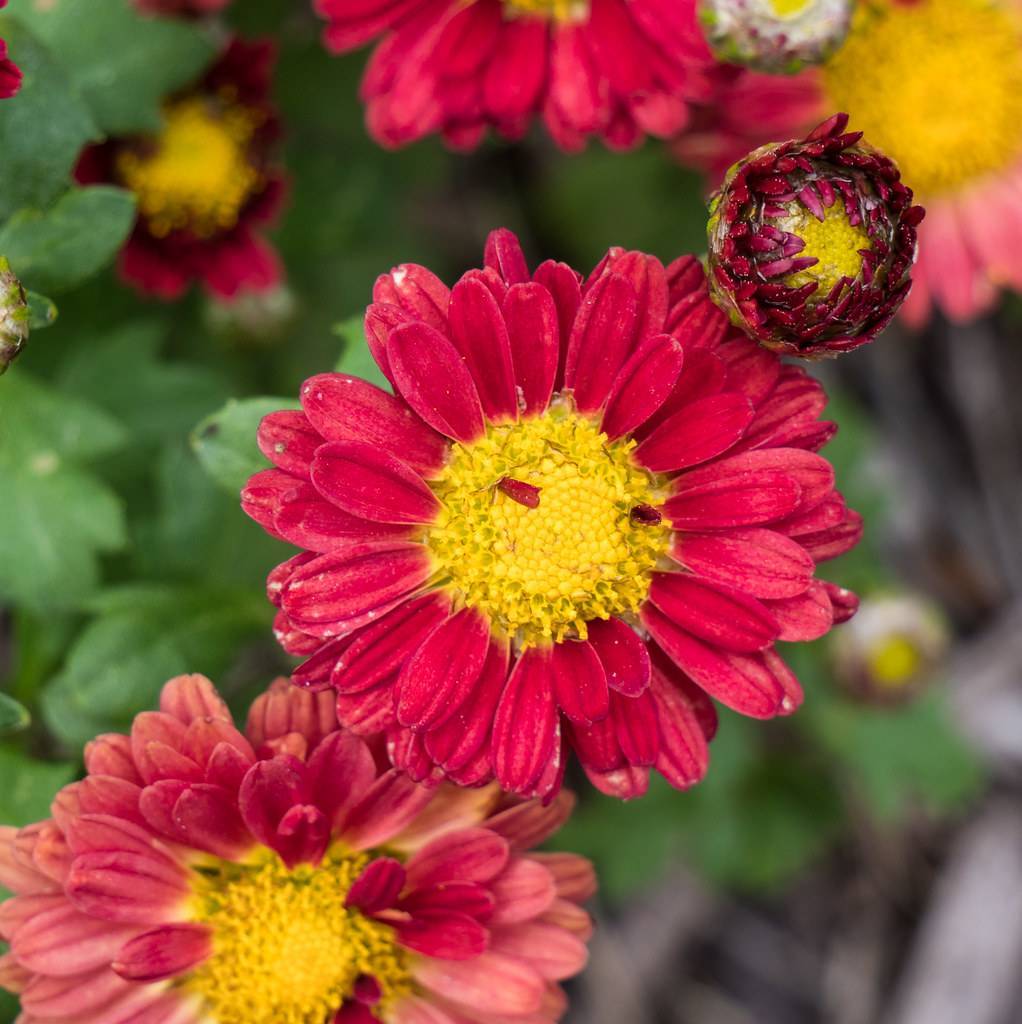 red flowers with yellow center, maroon-yellow buds and green leaves