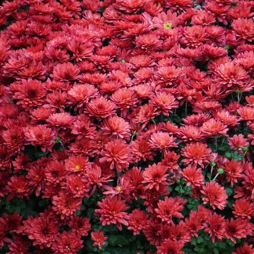 red flowers with green buds, green leaves and green stems