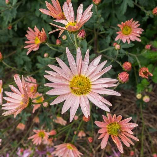 peach-pink flowers with yellow-green center, peach buds and green leaves on light-green stems