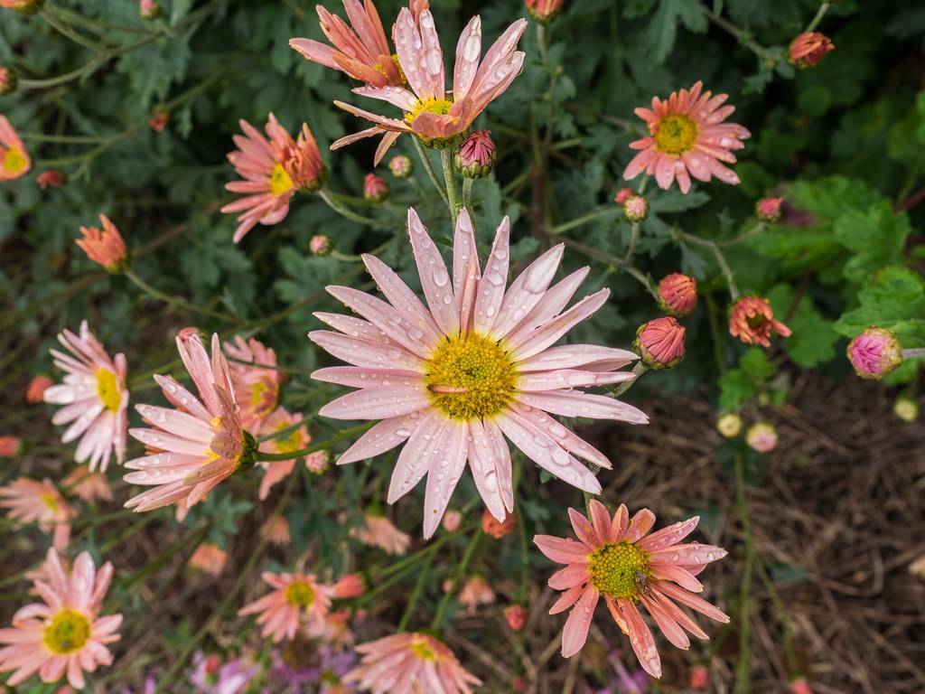 peach-pink flowers with yellow-green center, peach buds and green leaves on light-green stems