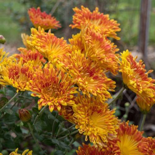 orange-red flowers with dark-yellow center, dark-green leaves on dark-green stems