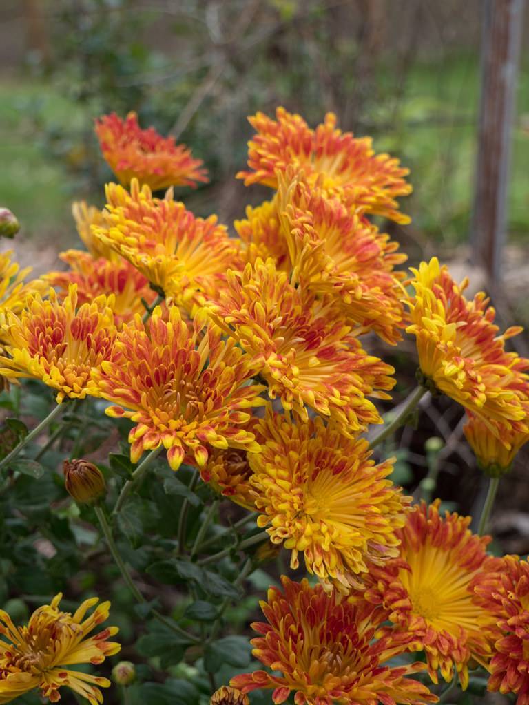 orange-red flowers with dark-yellow center, dark-green leaves on dark-green stems