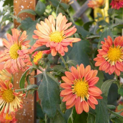 peach flowers with yellow center, green buds, dark-green leaves and light-green stems
