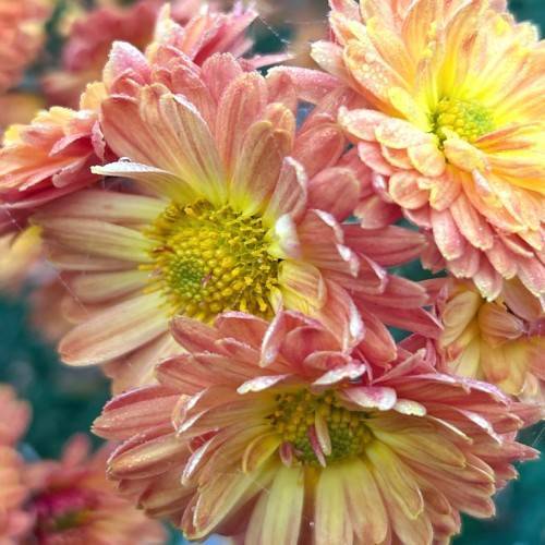 peach-yellow flowers with yellow-green center