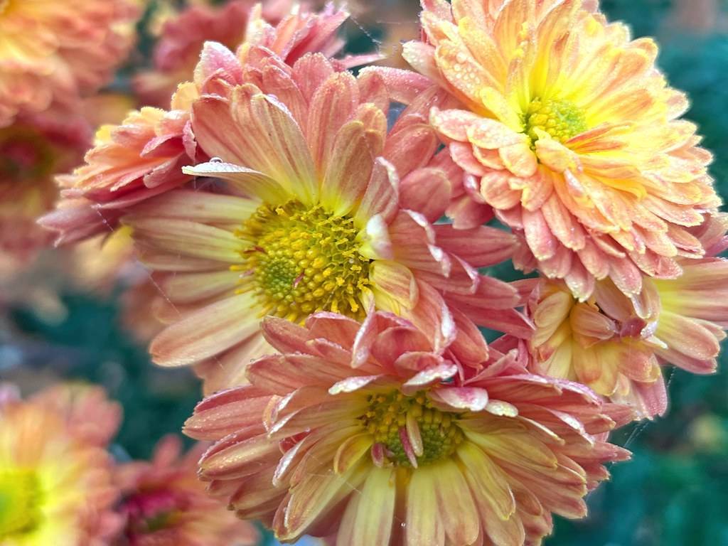 peach-yellow flowers with yellow-green center