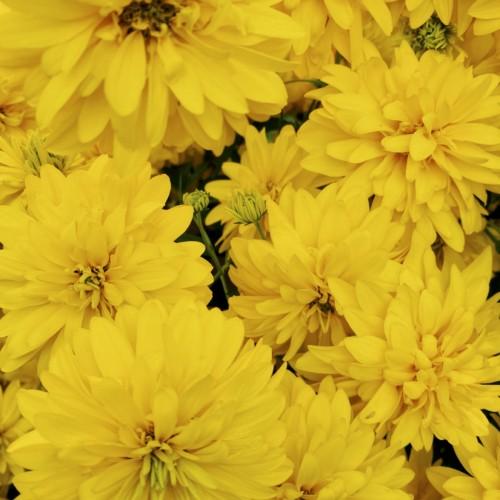 Yellow flowers with yellow-green buds, yellow-lime sepals and stems, yellow stamen