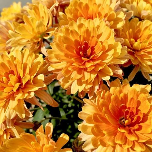 Orange flowers and green leaves.
