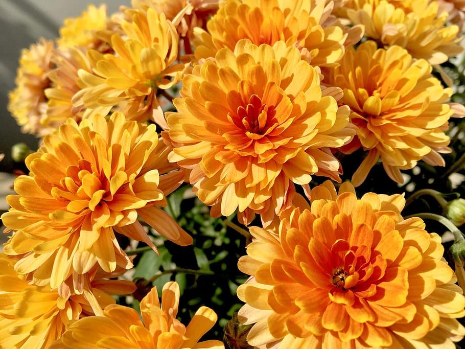 Orange flowers and green leaves.