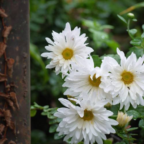 white flowers with yellow-green center, green leaves and stems