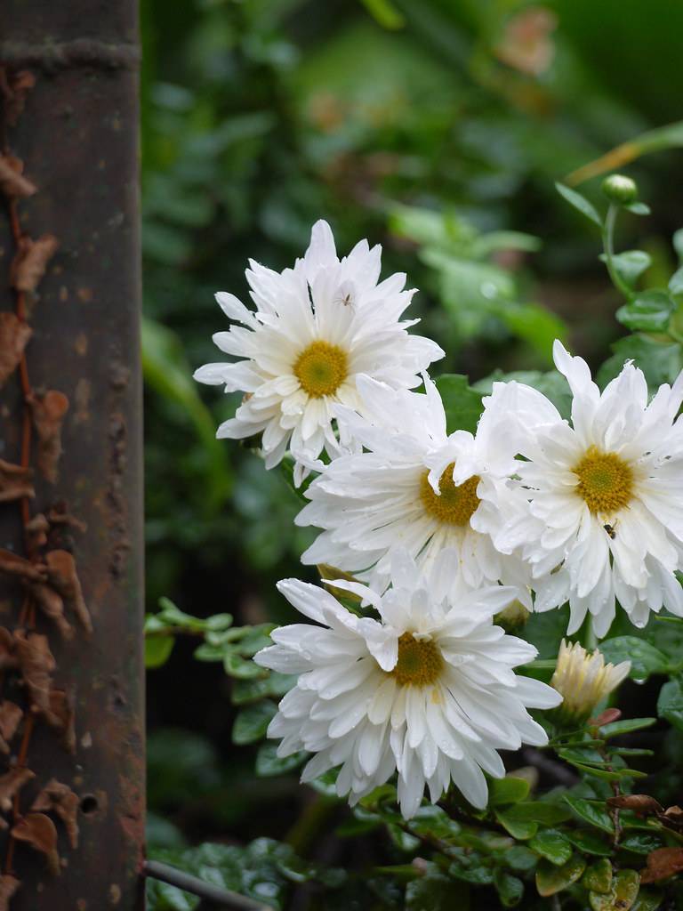 white flowers with yellow-green center, green leaves and stems