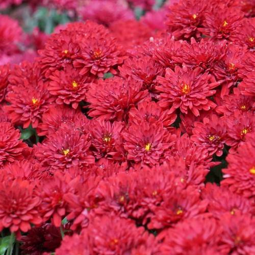 red flowers with yellow center and green leaves