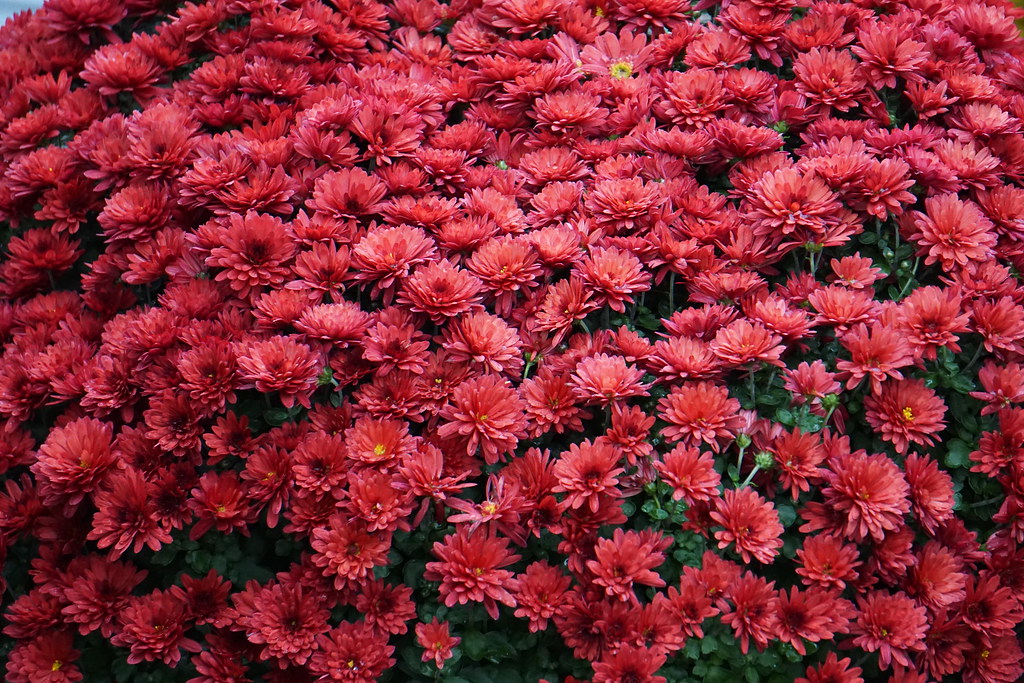 red flowers with green buds, green leaves and green stems