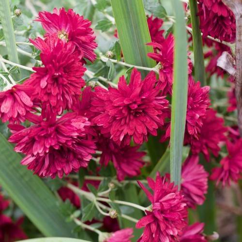 maroon flowers, light-green buds and green leaves with light-green stems