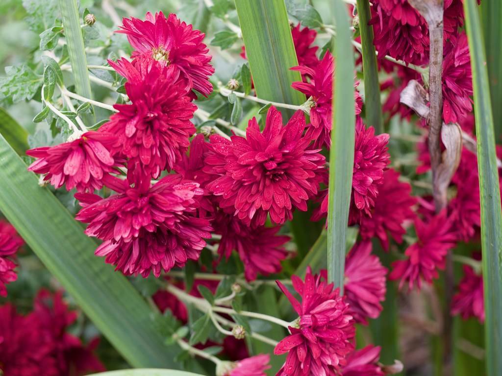 maroon flowers, light-green buds and green leaves with light-green stems