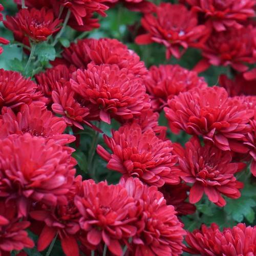 red flowers with dark-green leaves and stems