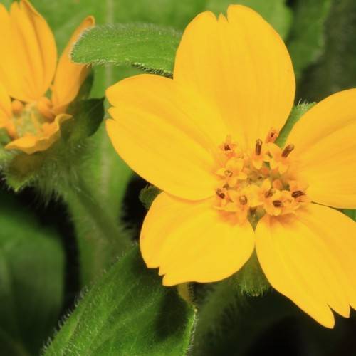 dark-yellow flowers with yellow-brown stamens, light-green leaves and stems