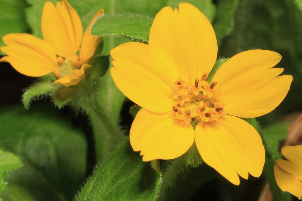 dark-yellow flowers with yellow-brown stamens, light-green leaves and stems