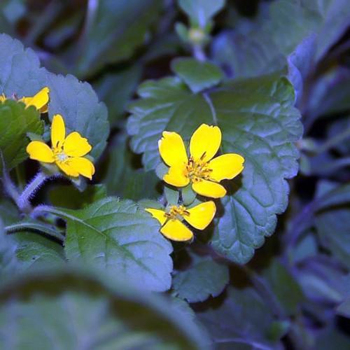 Yellow flowers with white hair, green leaves, yellow-brown anthers, green stems, petiole and branches,