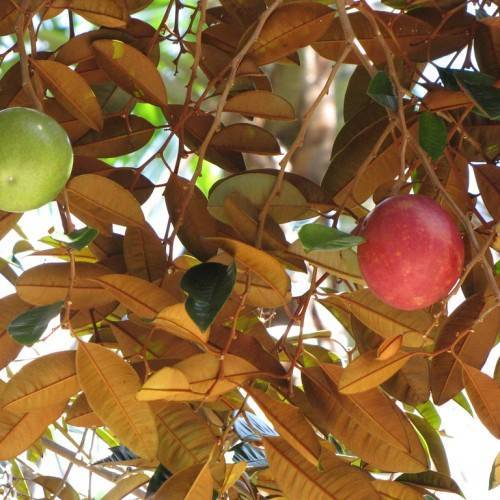 red-green fruits with orange-brown leaves on orange-brown twigs and branches