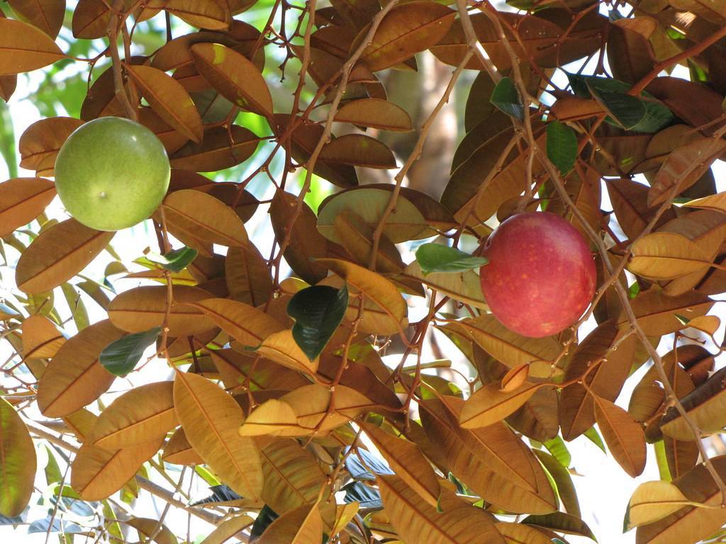 red-green fruits with orange-brown leaves on orange-brown twigs and branches